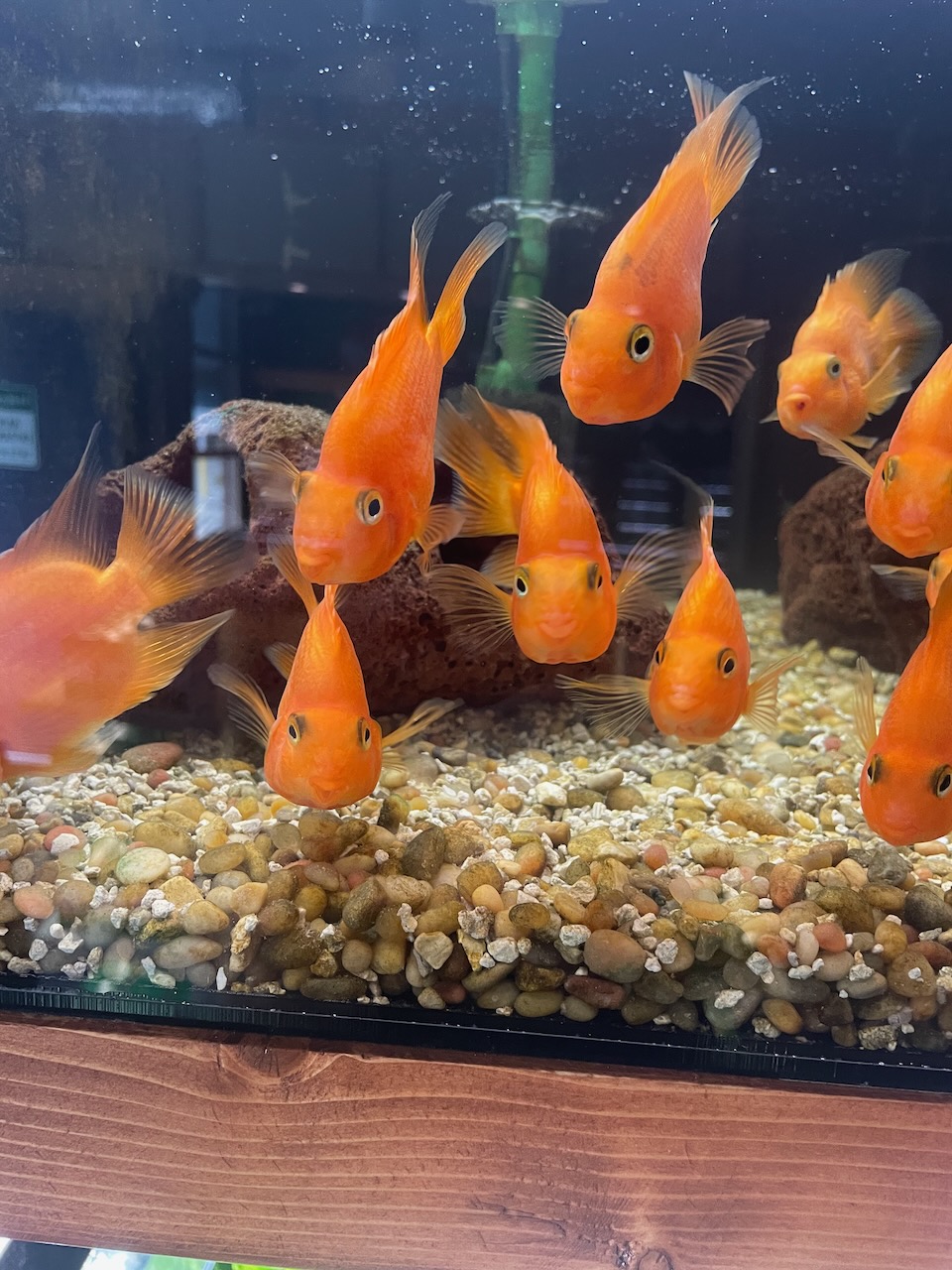 a tank full of bright red-orange fish staring out of the tank at the photographer, over a gravel substate.