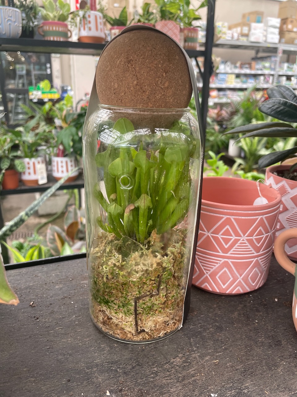 A 6” tall glass jar with a sphere of cork closing the opening. inside are long thin pitchers of adolescent american pitcher plants, over 3” of sphagnum moss