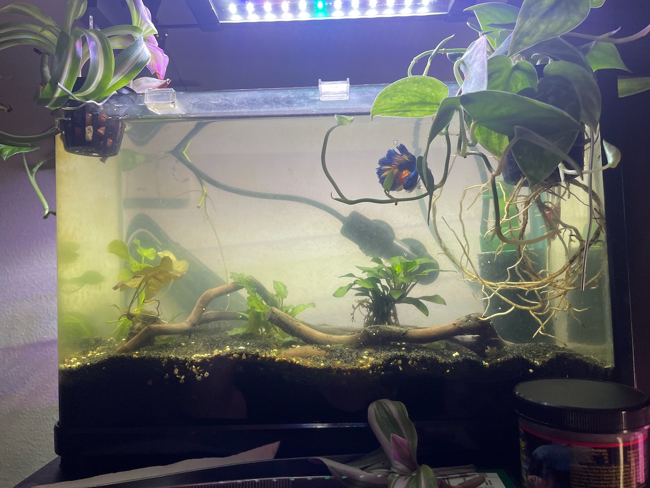 Same aquarium, but now the water is no longer green, only slightly cloudy. The plants are very sparse, now, however.