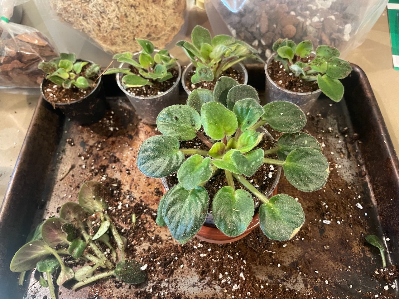 A small baking tray holds five plants. Closest to us, we have a small fuzzy-leafed plant growing in a circular pattern with round leaves on long stems, in every direction. it's in a 3 inch pot, and the leaves stretch beyond it's edges. Behind it are four other smaller versions of the same plant in a row, each in a two-inch pot. A small pile of broken leaves sits in a corner of the tray.
