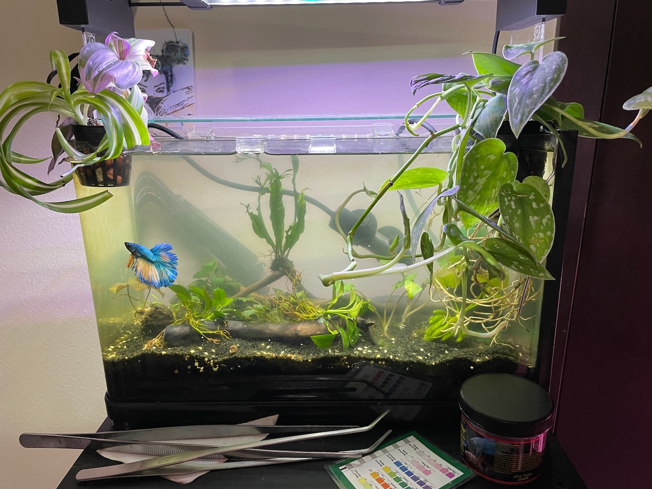 Small aquarium again, it's now got about twice as many plants in it including a new fern attached to a piece of wood, and a decent clump of scindapsis growing out of the tank in the front.