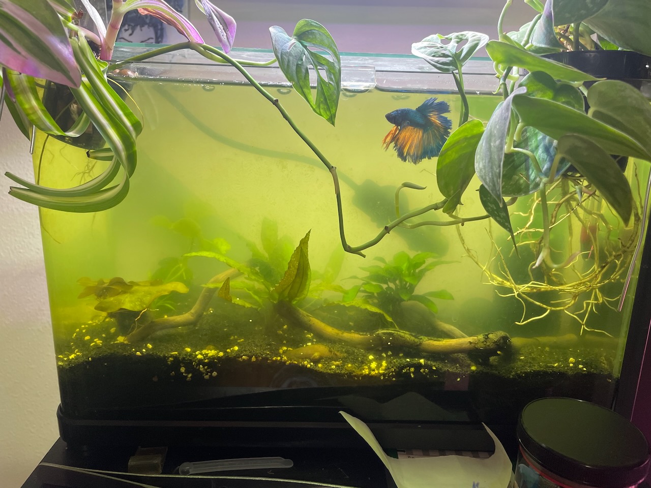 A five-gallon aquarium with plants and a blue betta with orange colored fins. The water is bright green with algae, so thick that the back of the aquarium is difficult to see.