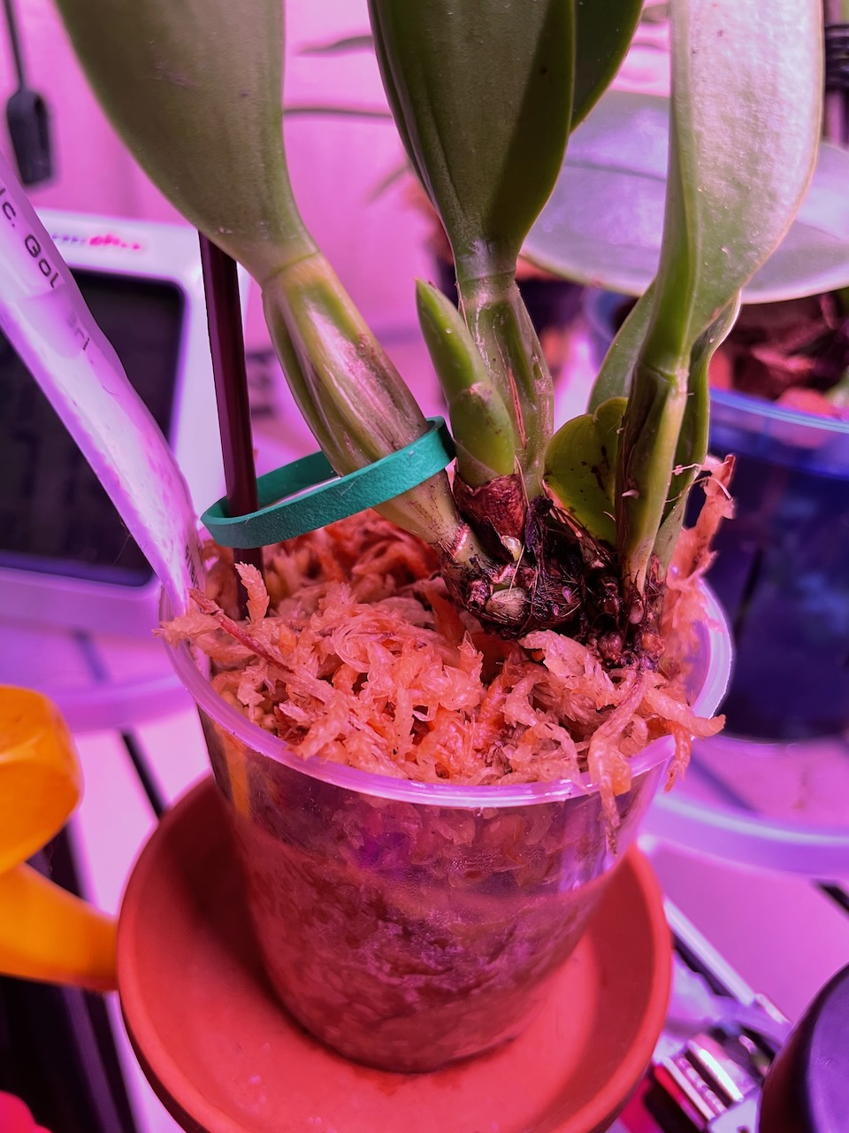 A small dehydrated orchid, resting on a bed of sphagnum moss, with a stick and a small rubber band holding it upright. There is a small nub about an inch tall, that is the start of the next structure for the plant, beginning to grow.