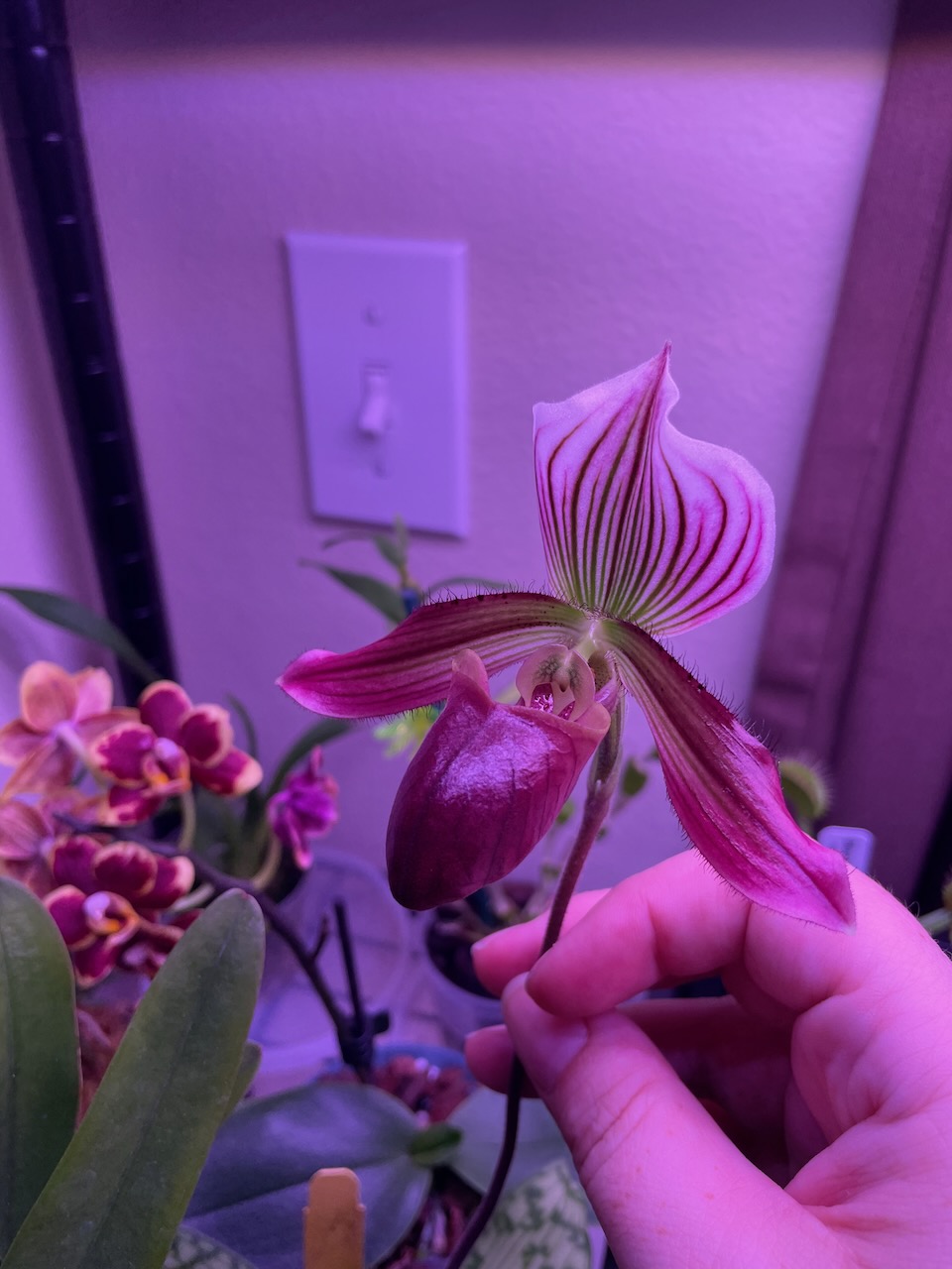 a slipper orchid bloom, the lip is a dark maroon while the top petal is white with maroon pinstripes and the side petals are mostly maroon with white stripes near the center. The very middle of the plant has a greenish tint.