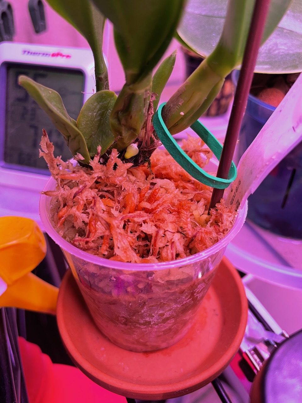 The back of the same plant, and the very tip of a new root growing can be seen, sticking out of the new growth.