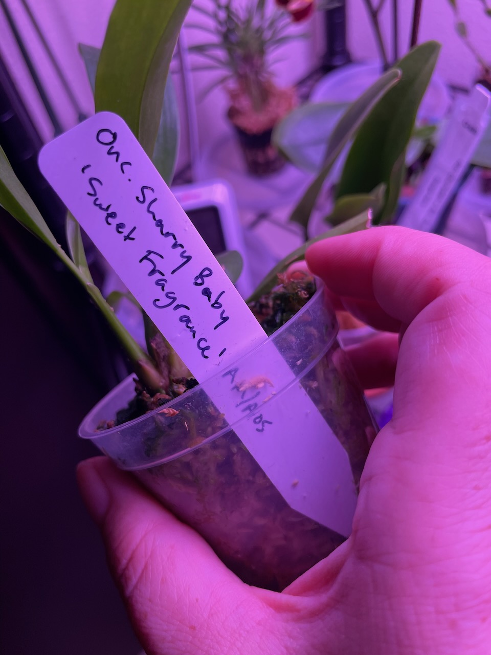 A small white tag, hand-written in black marker, reads 'Onc. Sharry Baby 'Sweet Fragrance' AM/AOS'.