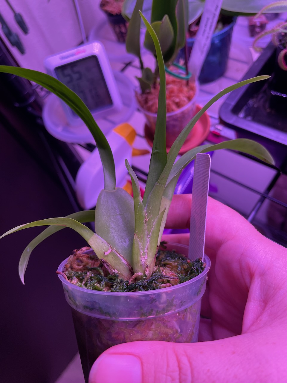 a view of the plant in the same seedling pot. A large oblong pseudobulb can be seen with thing flexible long green leaves coming out of it, and at the front there is a new growth, which is developing the leaves but doesn't have the chubby part yet.