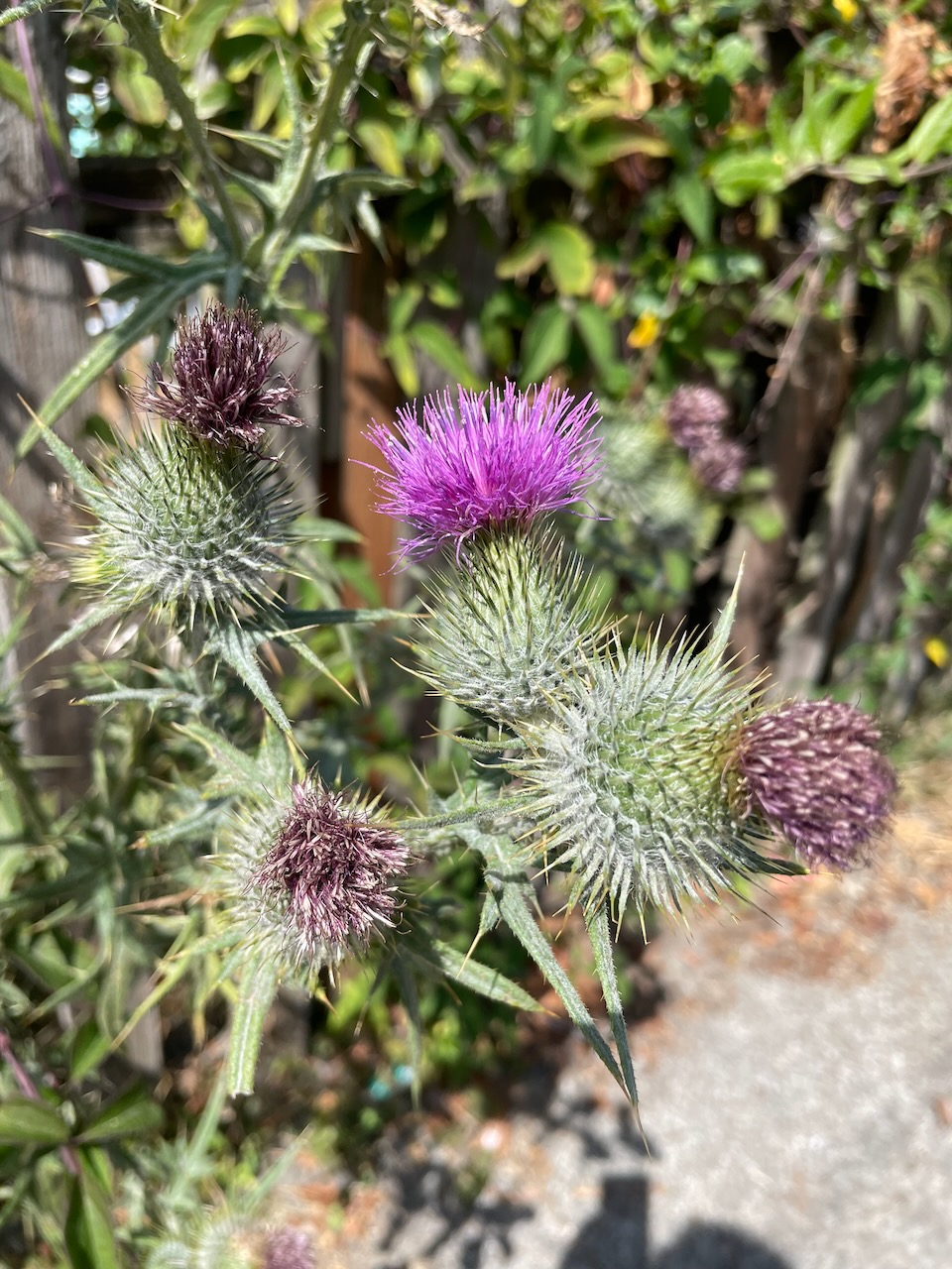 a closeup of the blooms and spiky pods of a thistle plant. each branch ends in a round shape tapered at the top about an inch tall, and covered in spikes. The top is a tuft of purple narrow purple petals sticking up and out all over the top.