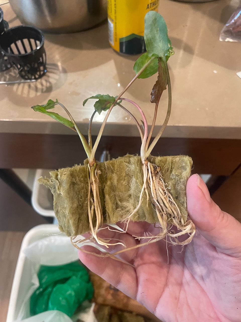 A small aquatic plant, planted in a small puck of rock wool. The wool had been pulled apart, and one plant had separated to each side.