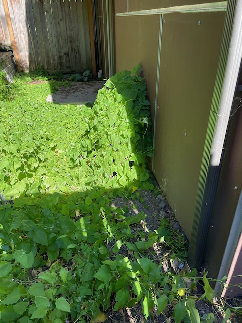 a small backyard with the house on the right, a waist-high retaining wall on the left, and in the center, nothing but a wall of green arrow-shaped leaves. A lump on the wall of the house is vaguely hose-shaped.